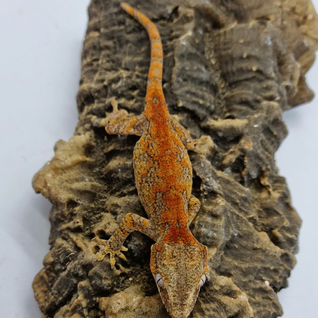 Skeleton Bacon Red Blotched