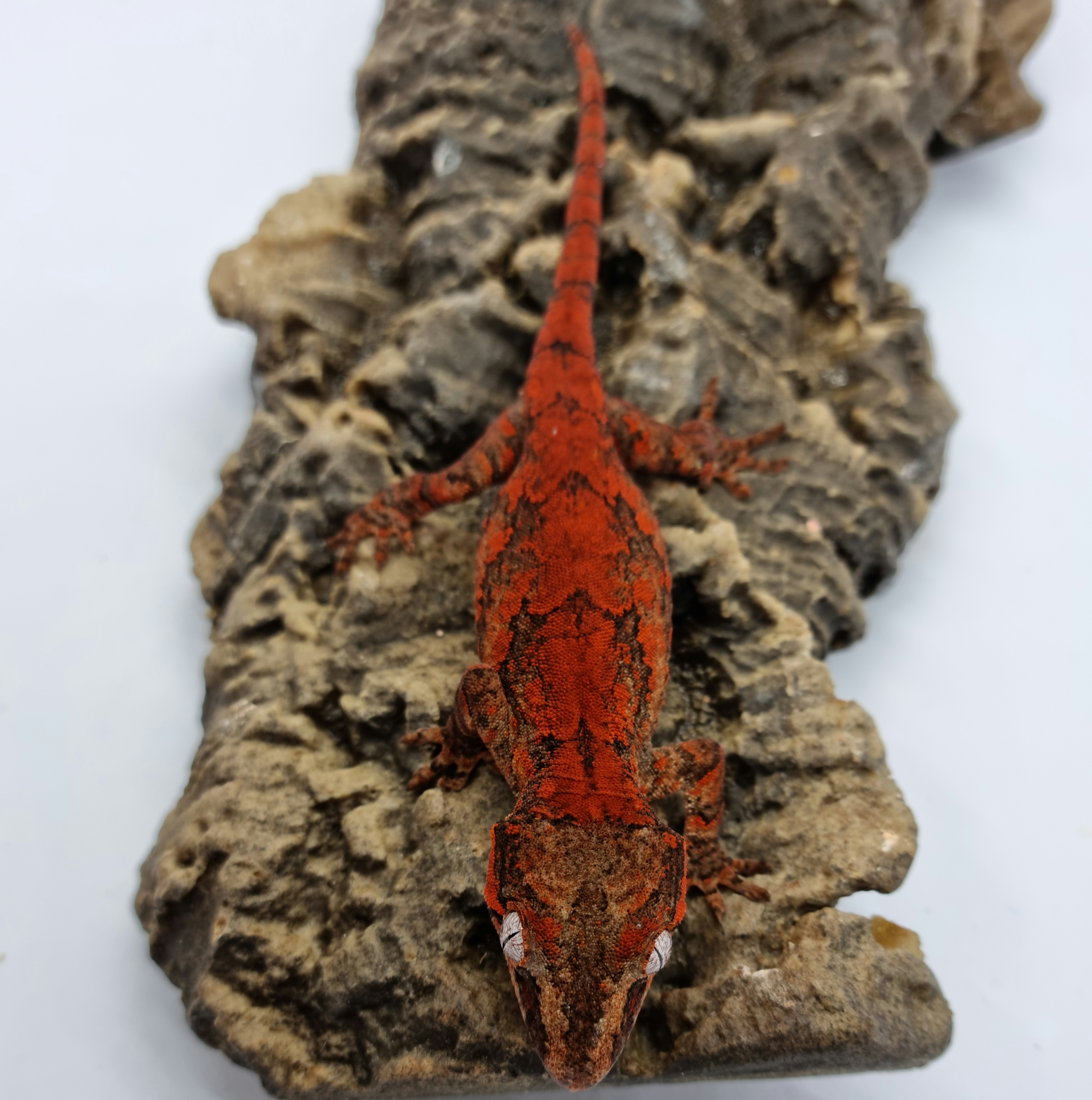 Blotched Skeleton Red