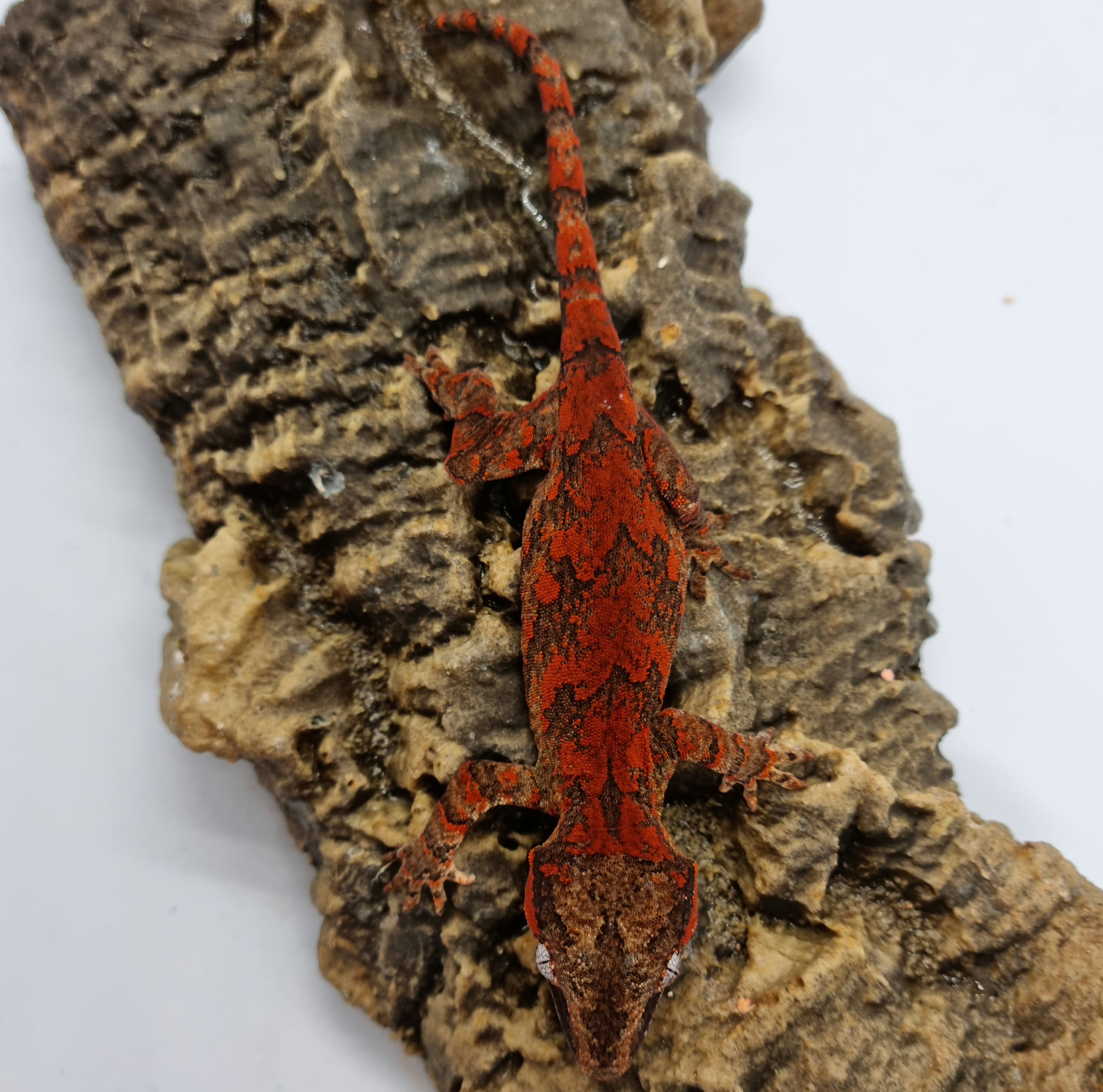 Skeleton Blotched Red