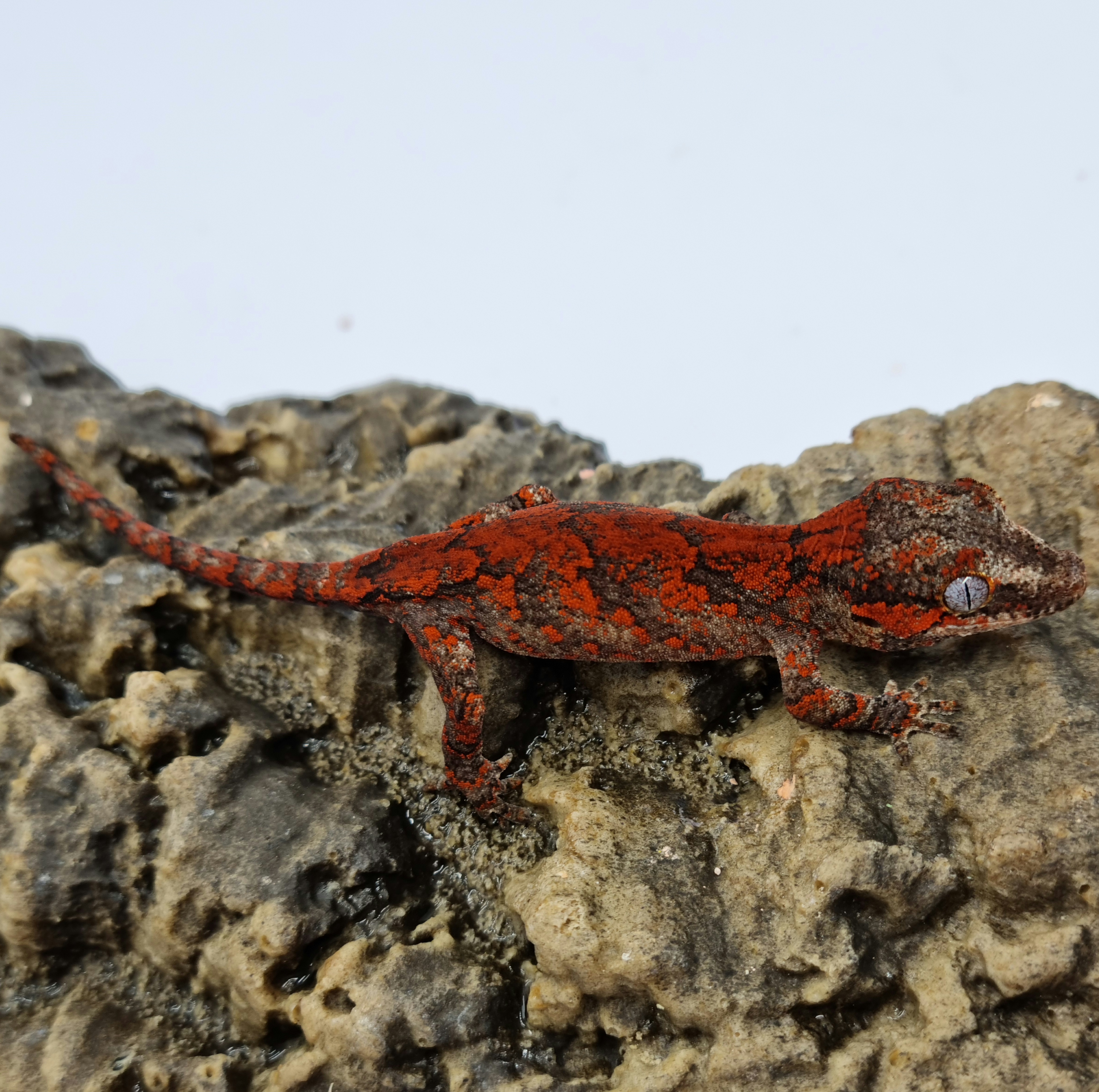 Red Blotched Skeleton