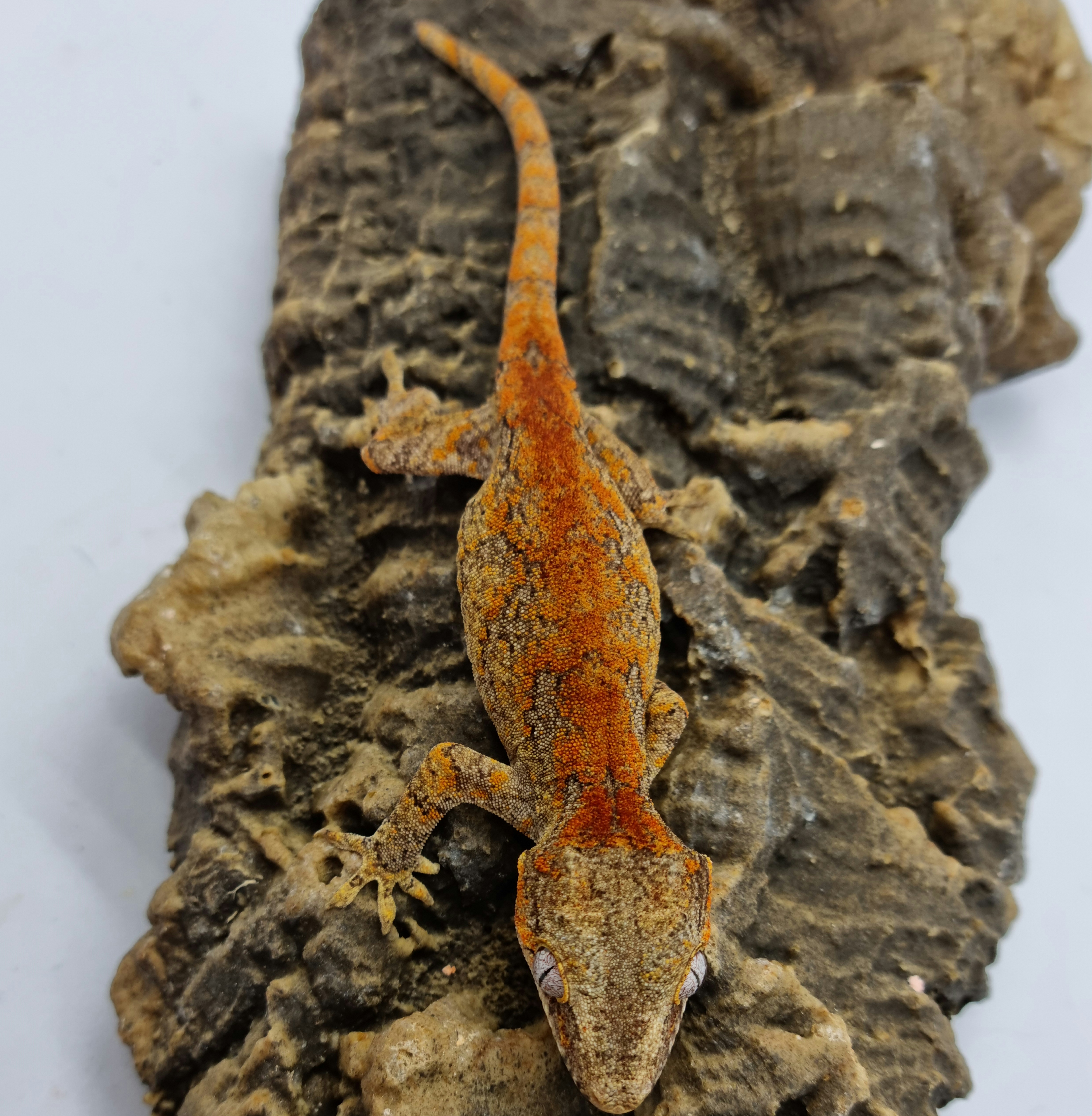 Skeleton Bacon Red Blotched