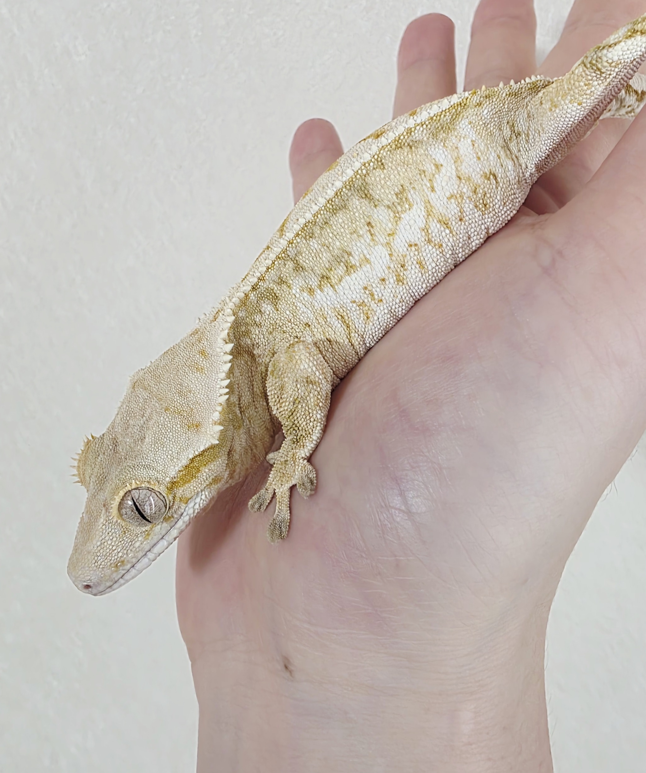 Drippy Extreme Harlequin White Spot Tri