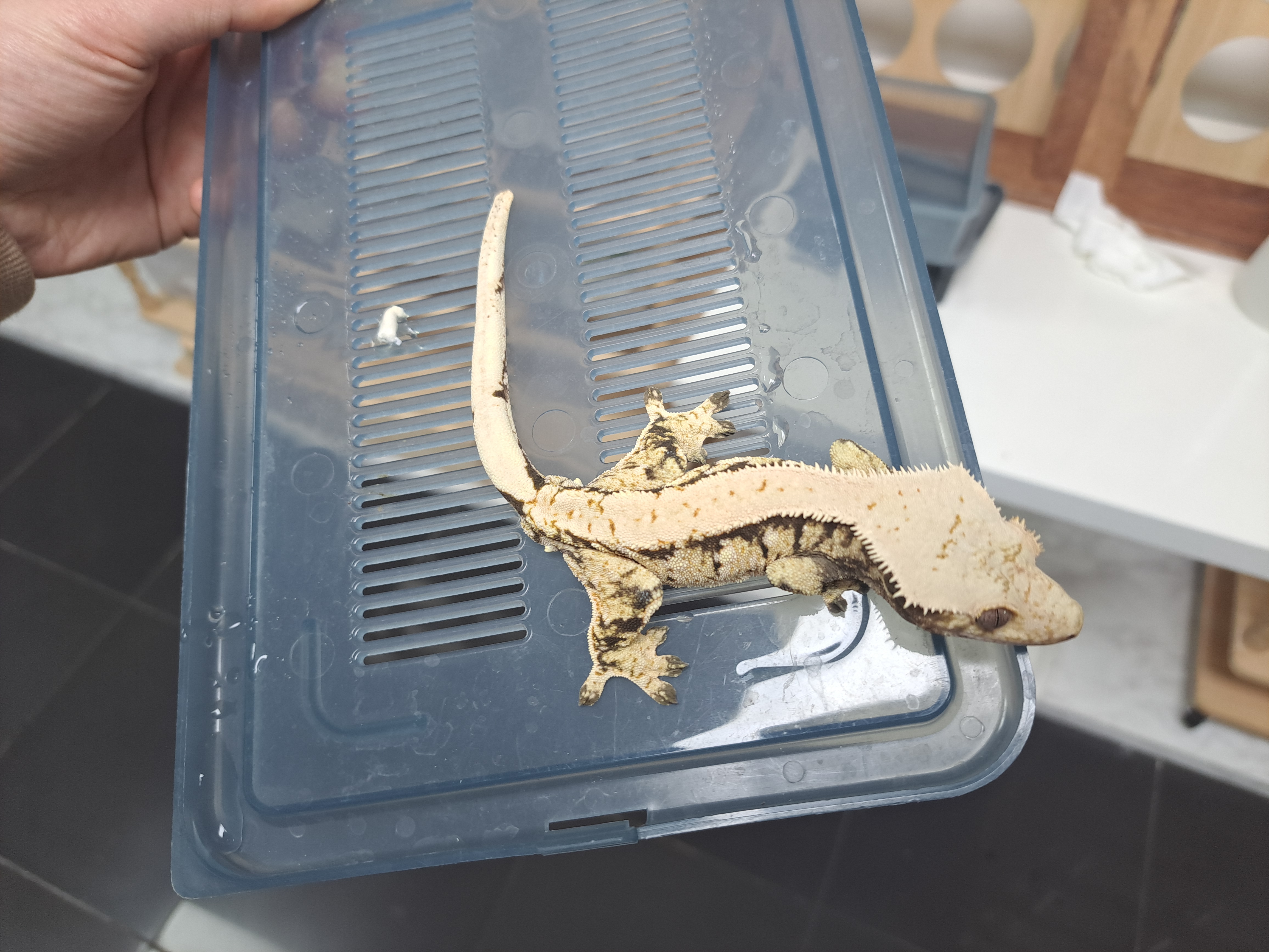 Extreme Harlequin White Spot Solid Back