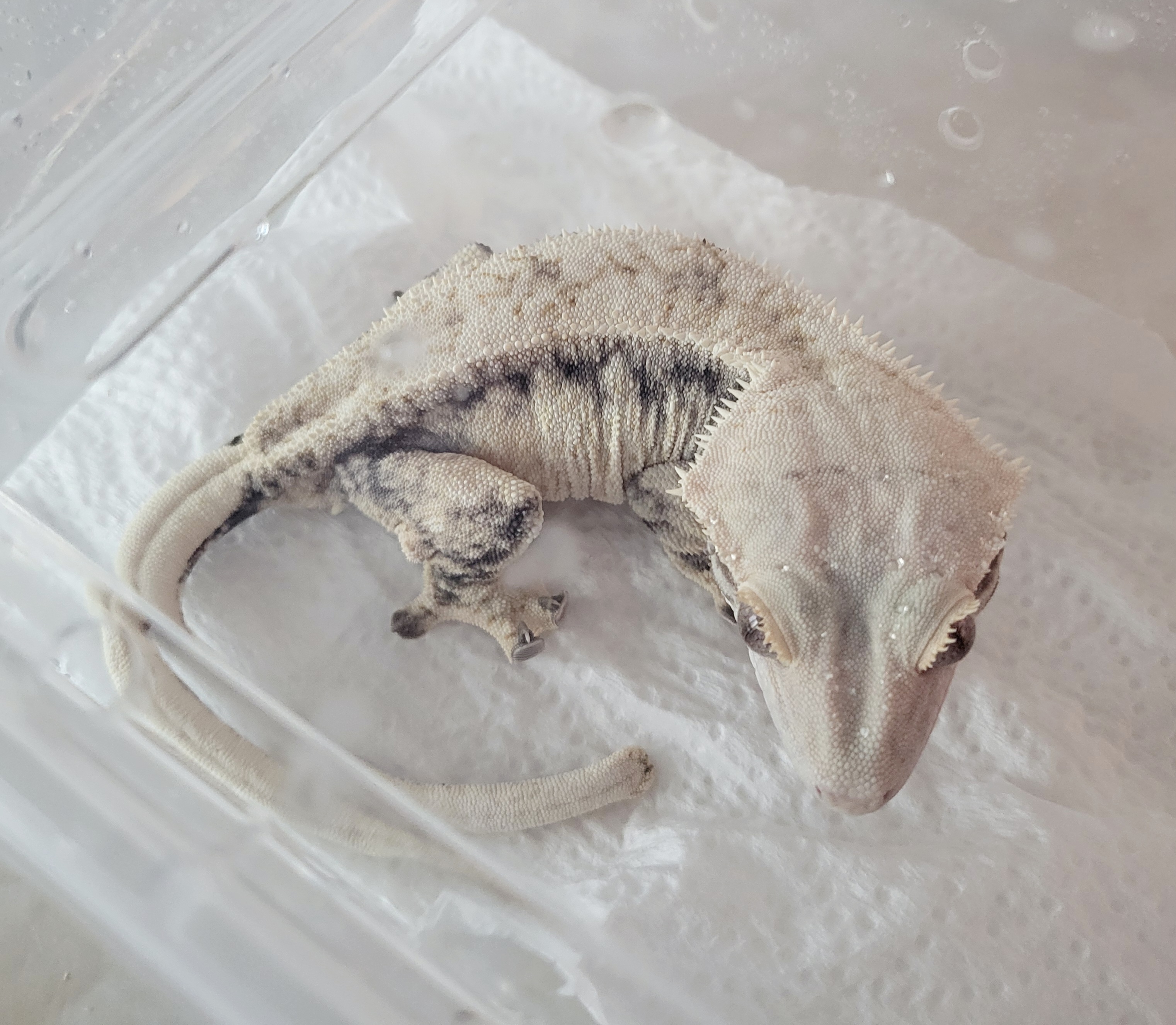 Drippy White Spot Normal