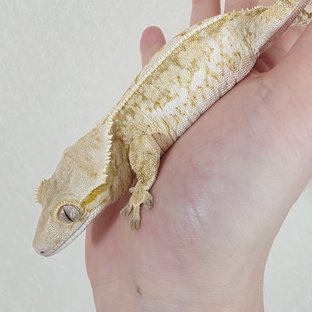 Tri Extreme Harlequin Drippy White Spot