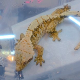 Tri Extreme Harlequin