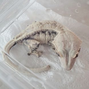 Normal Drippy White Spot