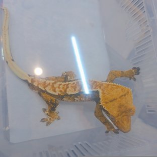 Tri Extreme Harlequin