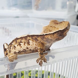 Tri Extreme Harlequin Harlequin