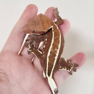 Red Cappuccino Full Pinstripe Empty Back White Pin