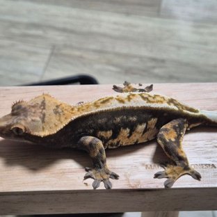 Dark 100% Het Axanthic White Pin