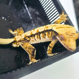 Tri Extreme Harlequin