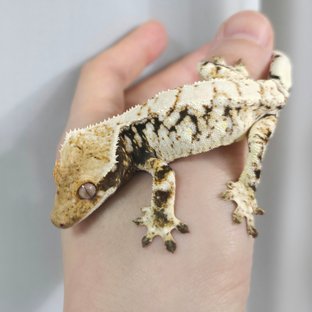 Tri Extreme Harlequin Drippy White Spot White Porthole