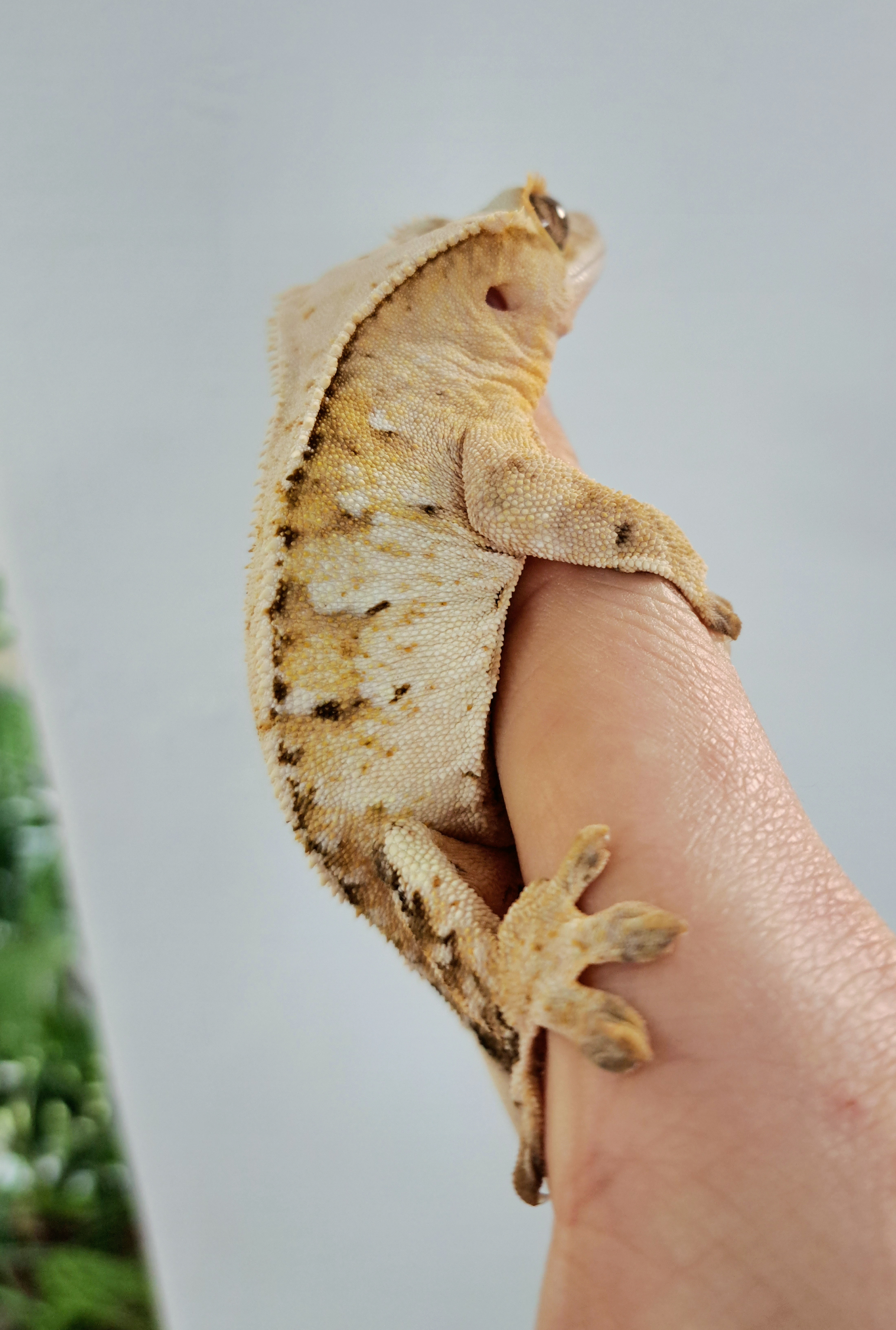 Extreme Harlequin Tri Normal