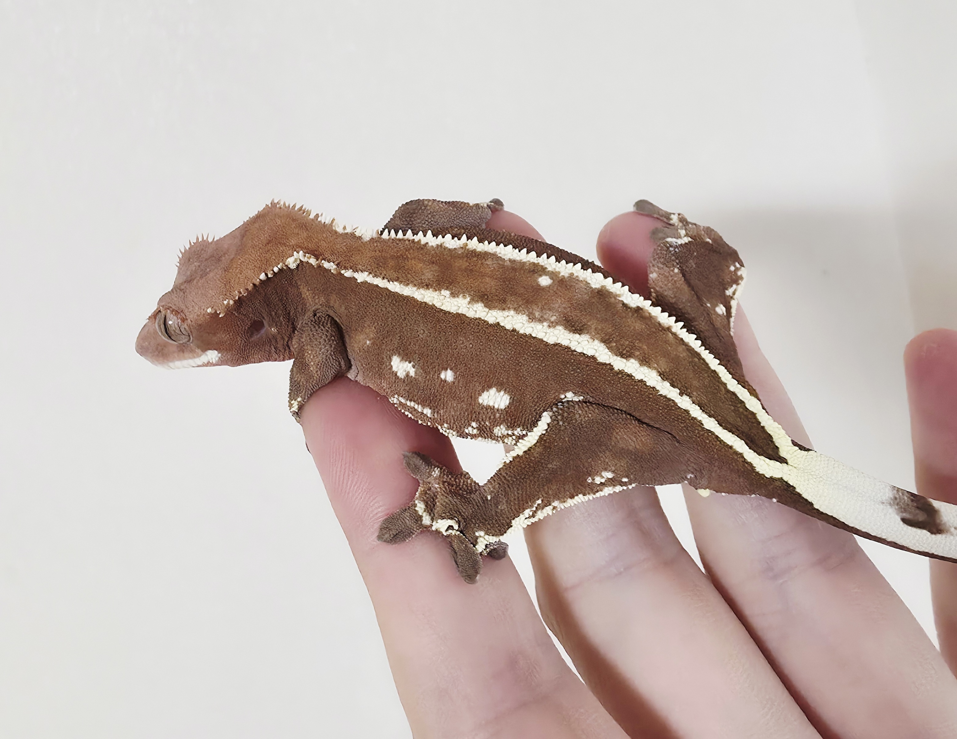 Full Pinstripe Empty Back Cappuccino White Pin Red