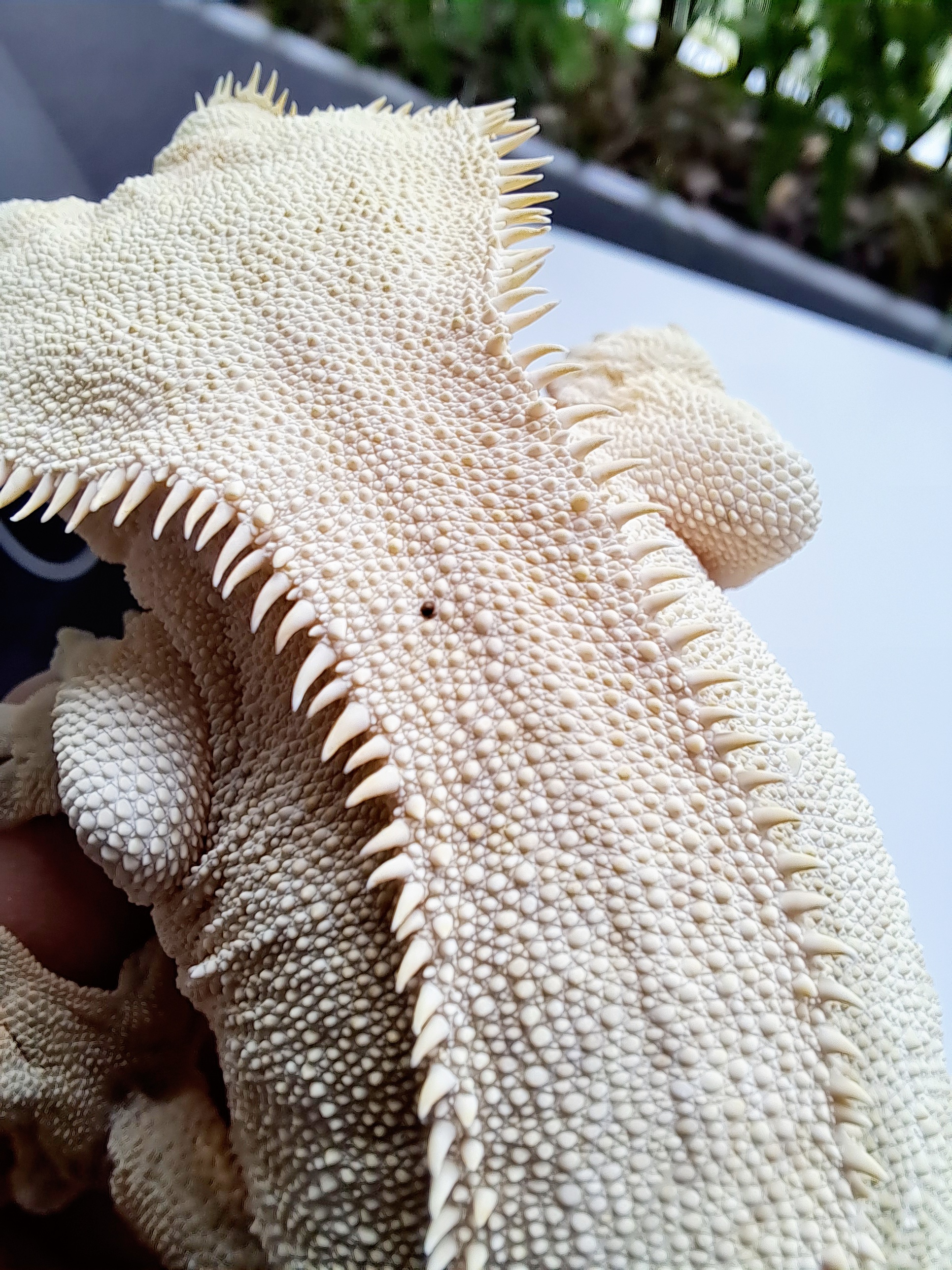 Solid Back Cream White