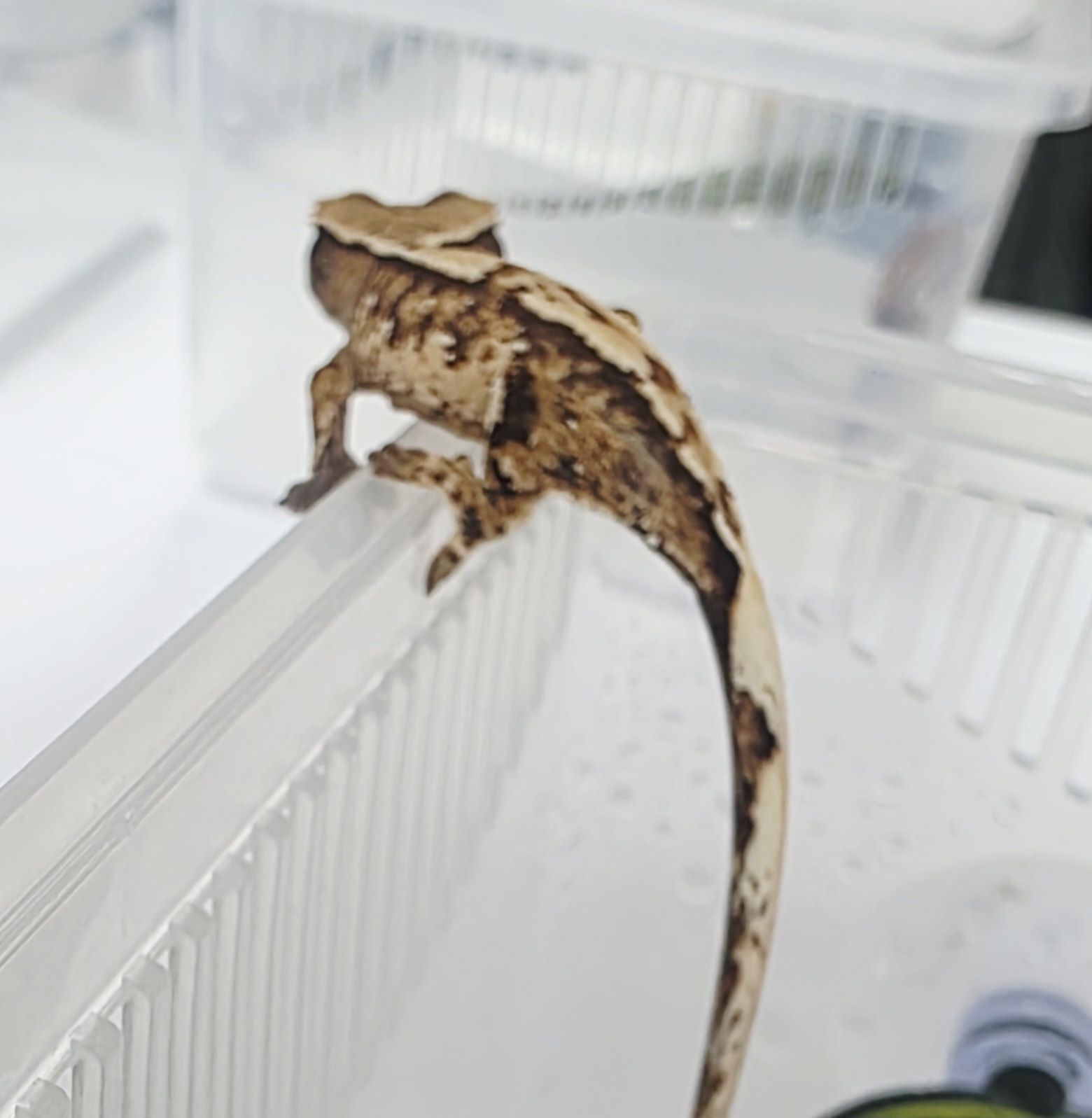 Extreme Harlequin Tri Harlequin