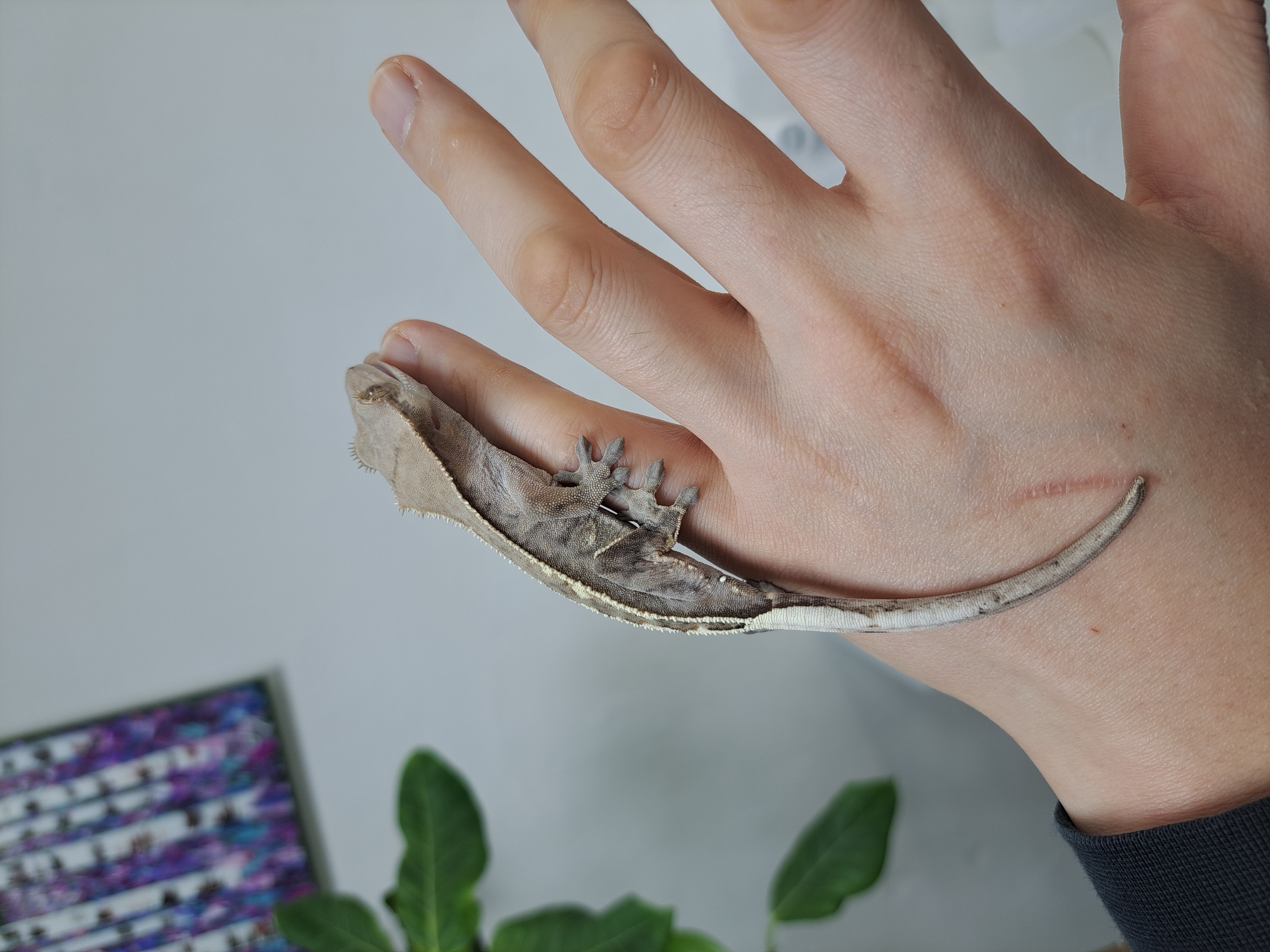 White Pin Full Pinstripe Cappuccino