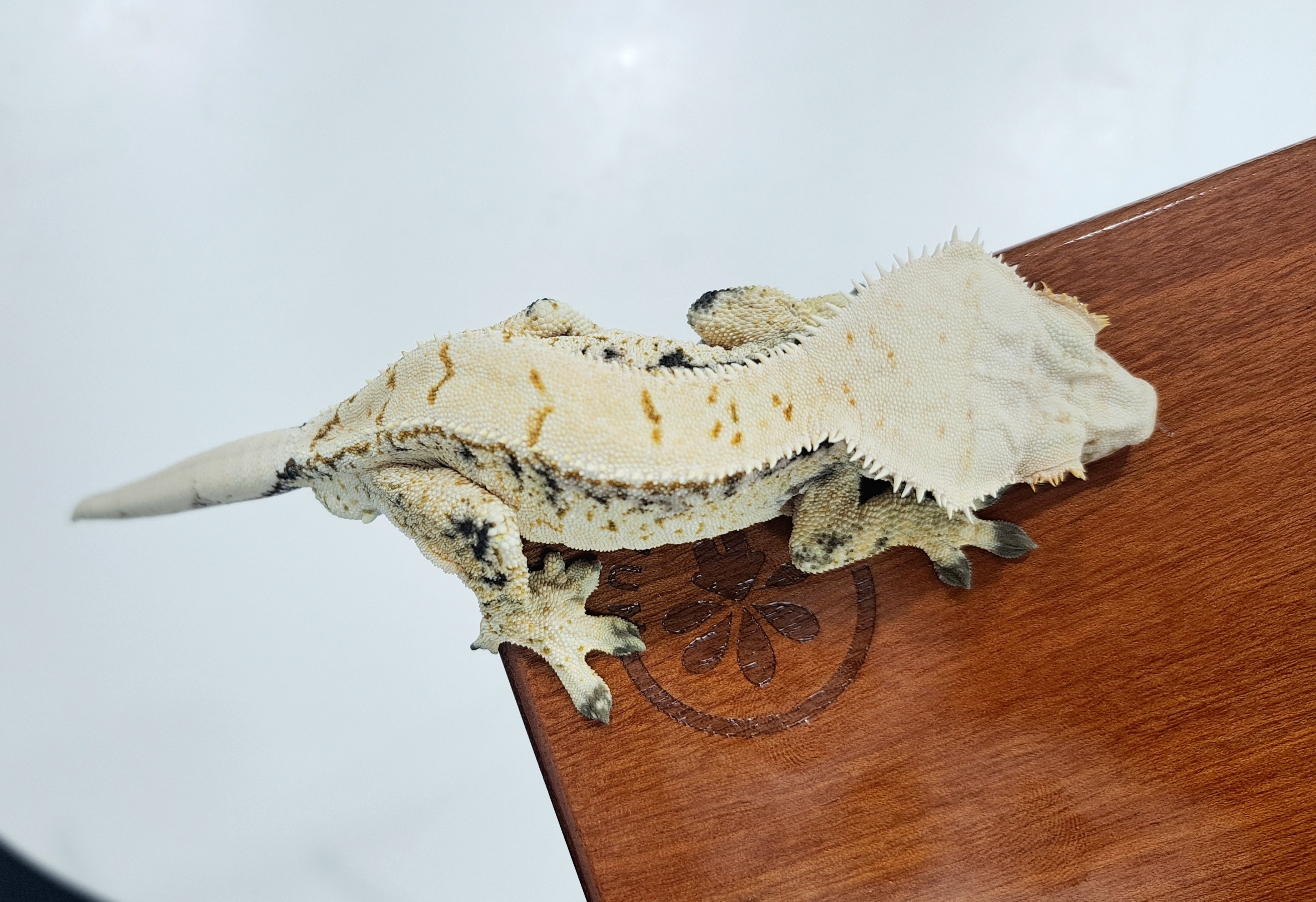 Extreme Harlequin Drippy White Spot