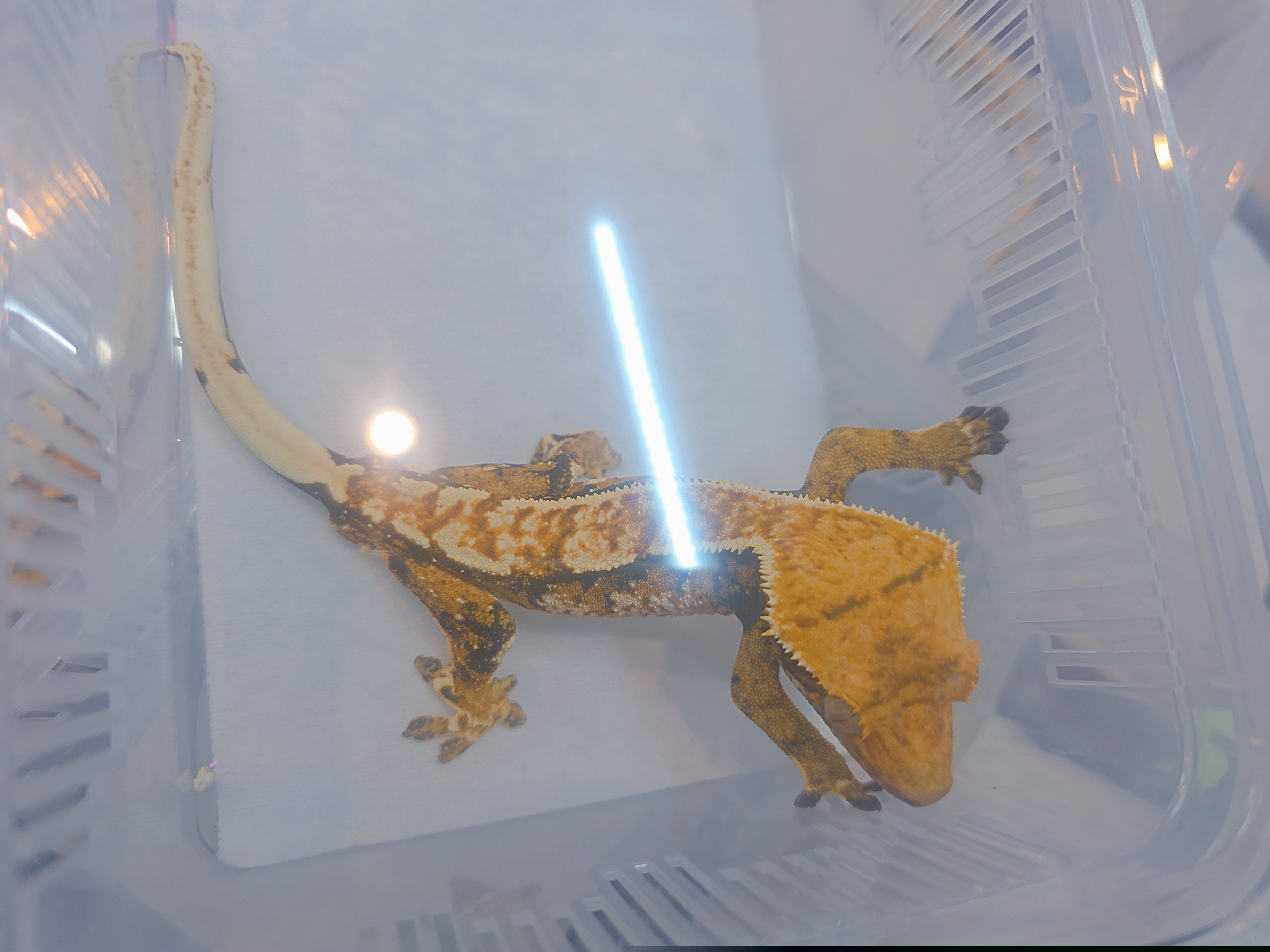 Extreme Harlequin Tri