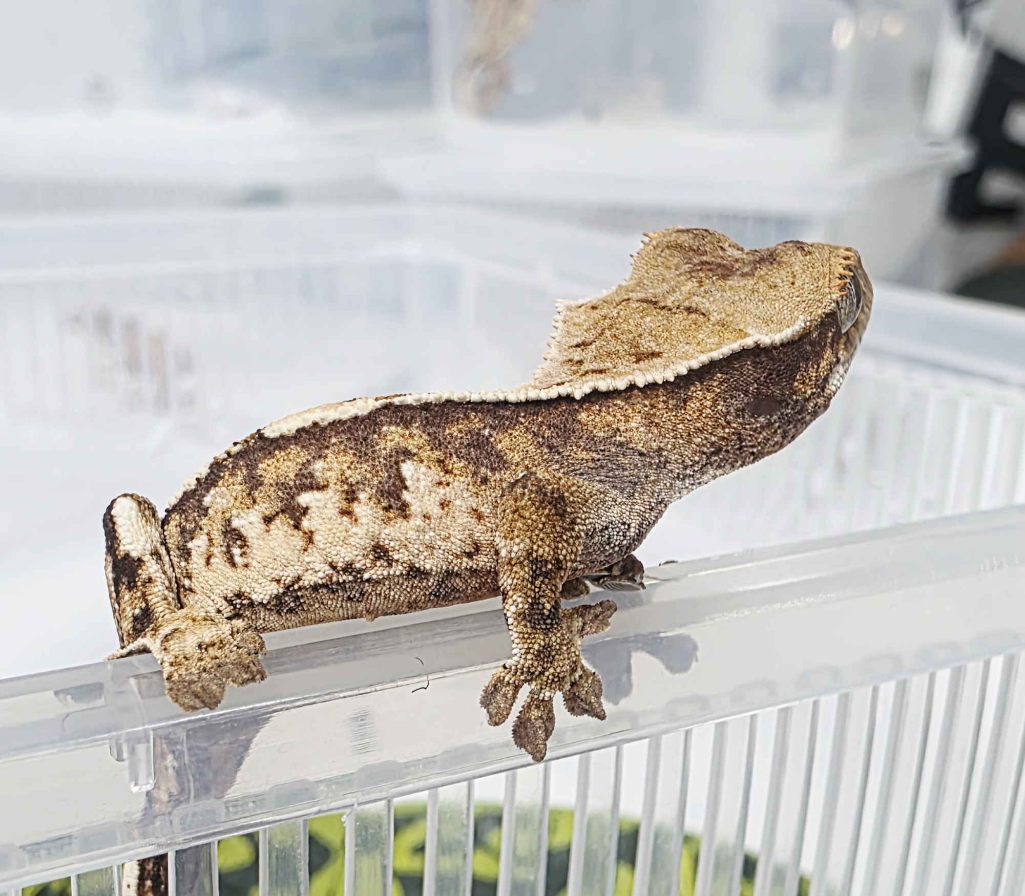 Extreme Harlequin Tri Harlequin