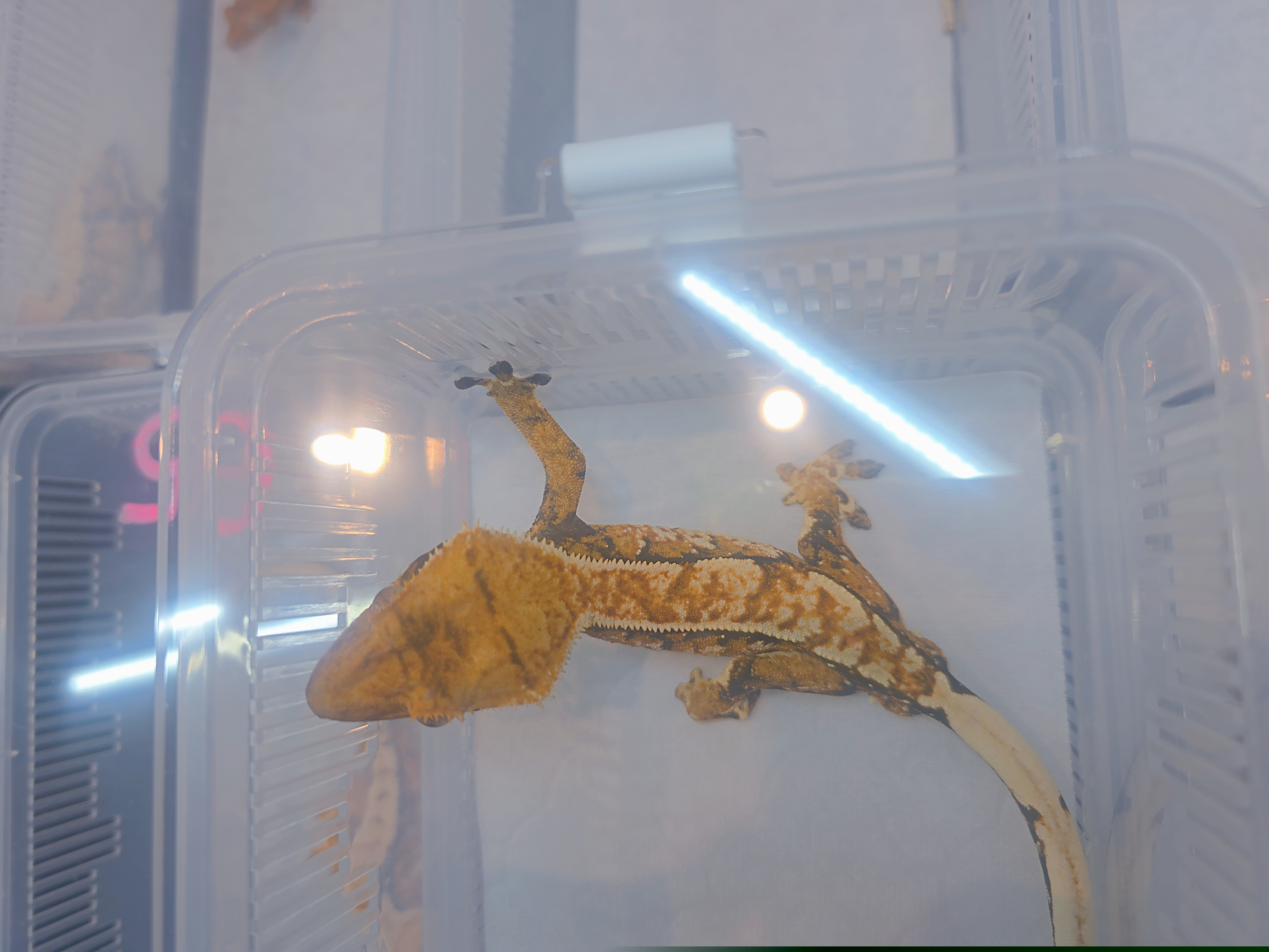 Extreme Harlequin Tri