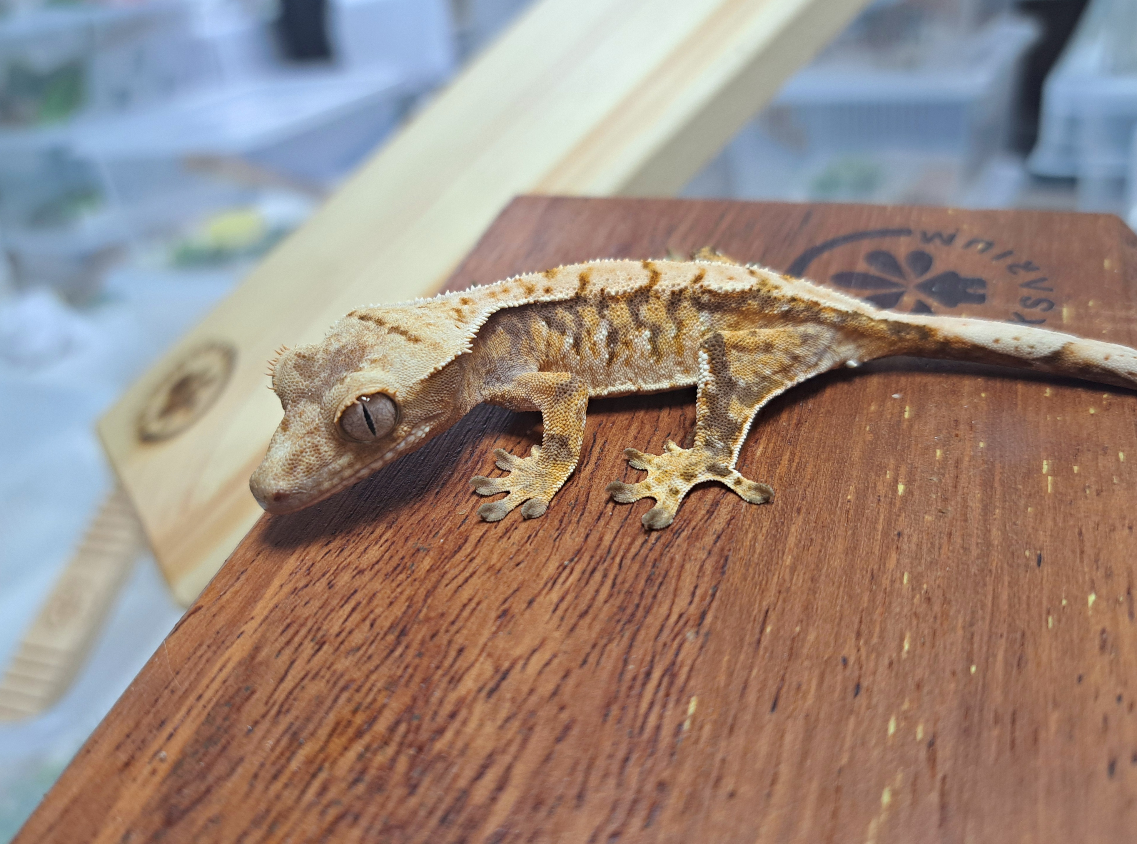 Tri Extreme Harlequin