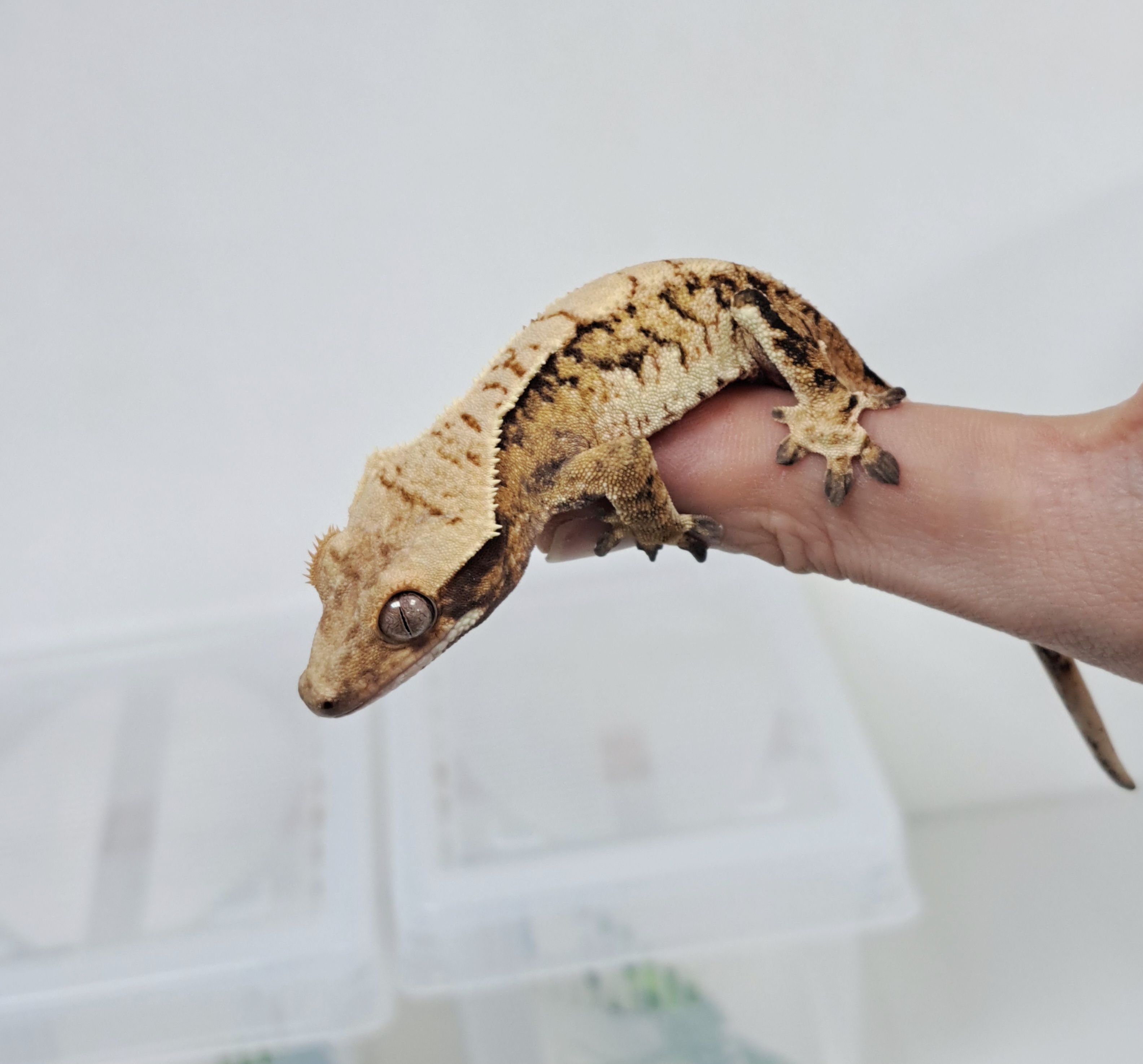 Tri Extreme Harlequin