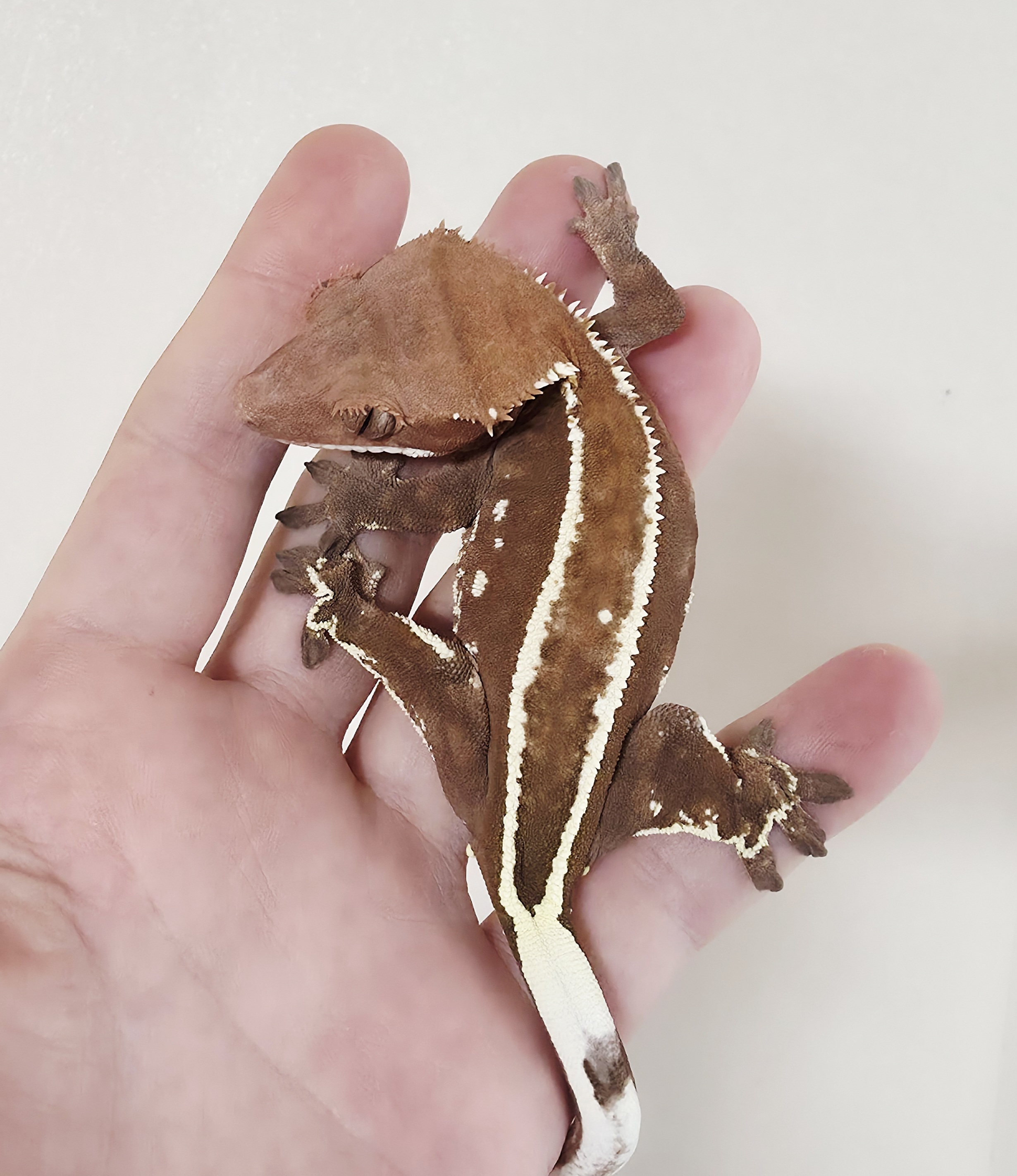 Full Pinstripe Empty Back Cappuccino White Pin Red