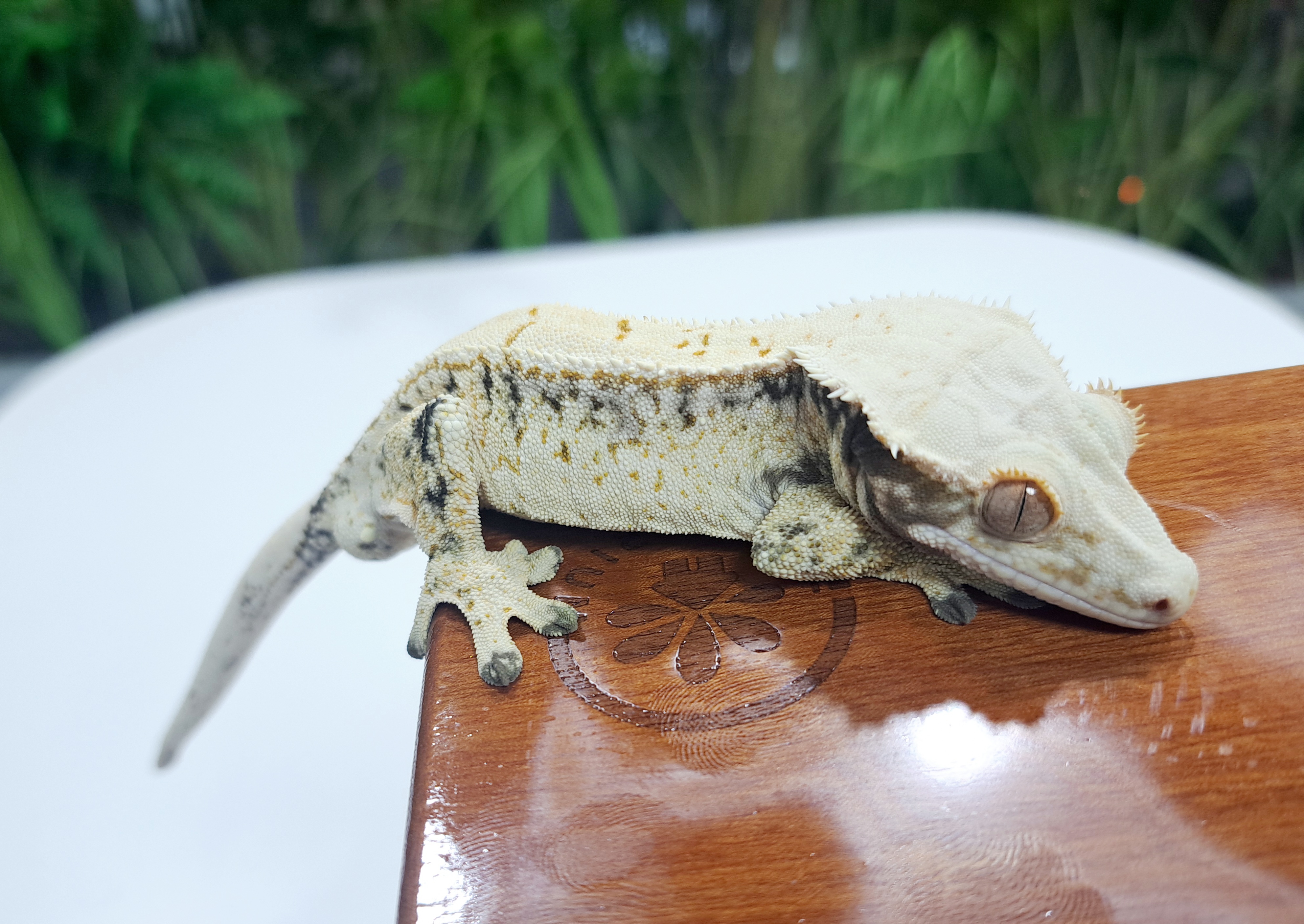 Extreme Harlequin Drippy White Spot