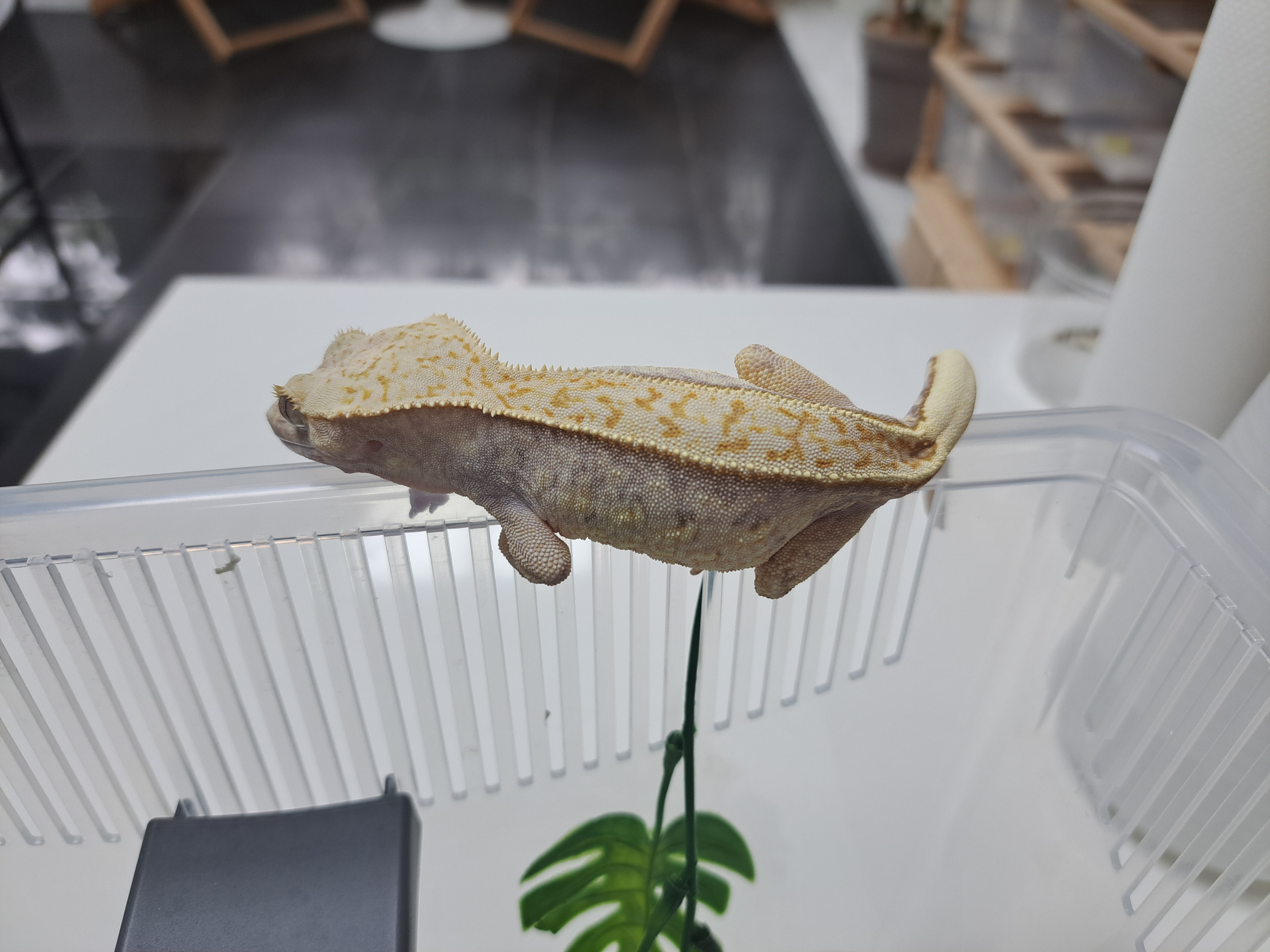 Normal Full Pinstripe