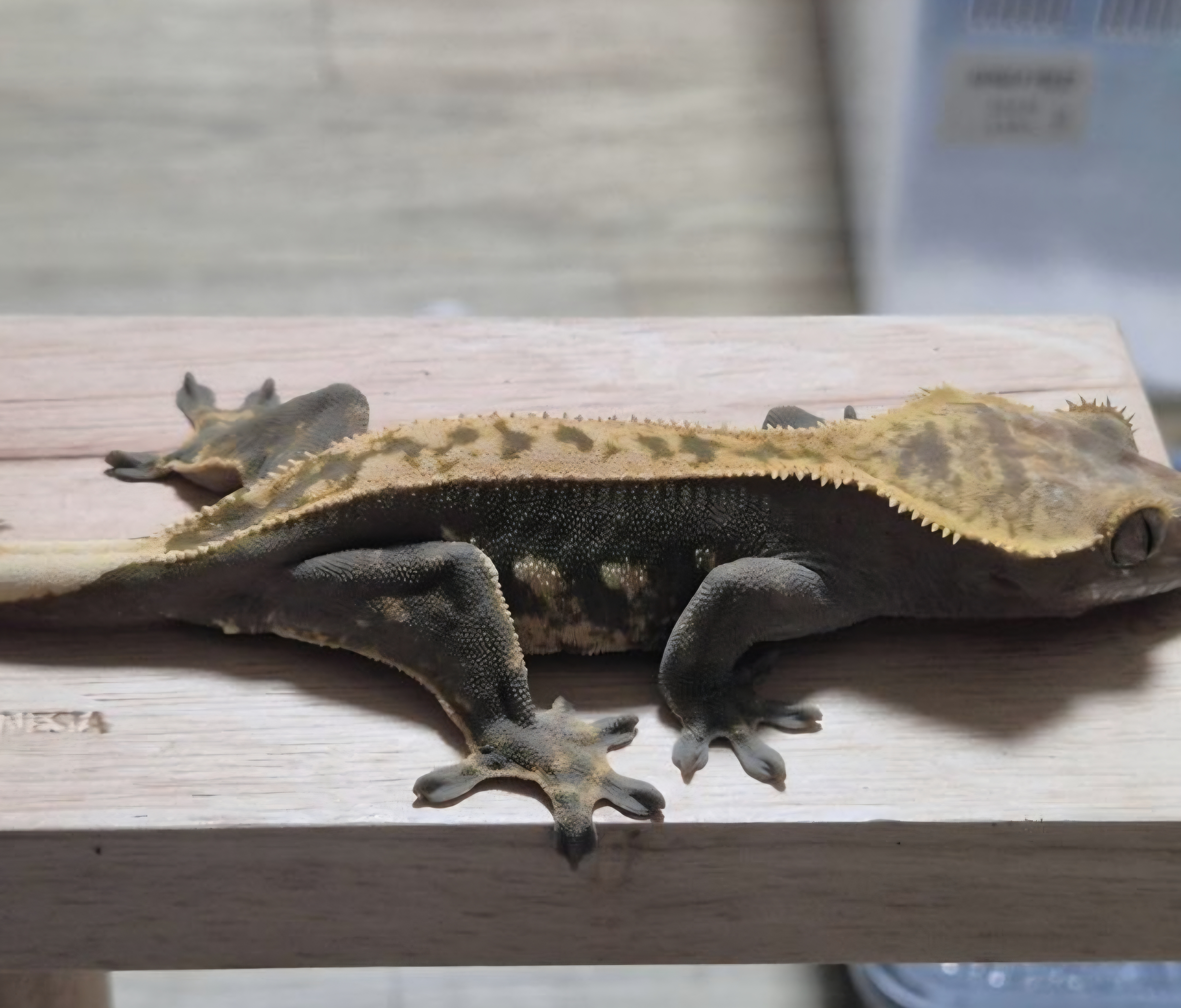 Full Pinstripe 100% Het Axanthic