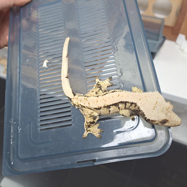 Extreme Harlequin White Spot Solid Back