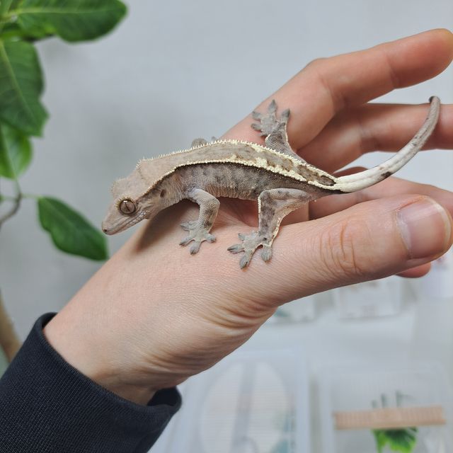 White Pin Full Pinstripe Cappuccino