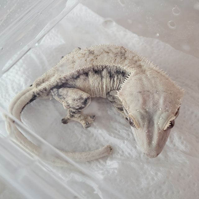 Drippy White Spot Normal