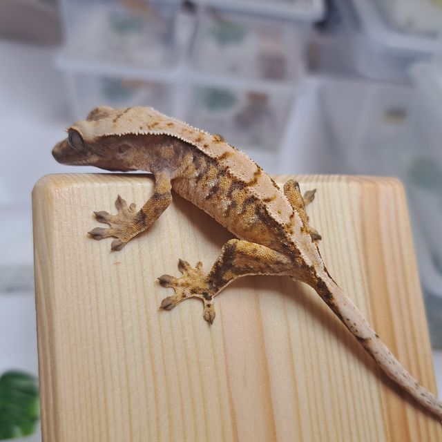 Tri Extreme Harlequin