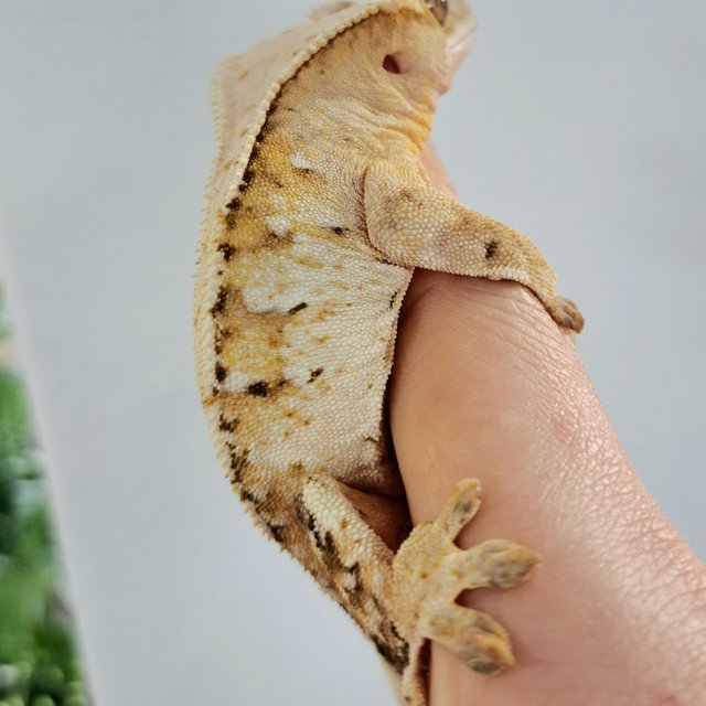 Extreme Harlequin Tri Normal