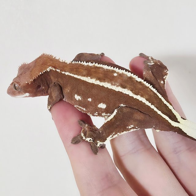 Full Pinstripe Empty Back Cappuccino White Pin Red