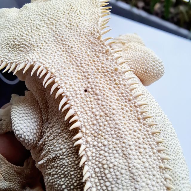 Solid Back Cream White