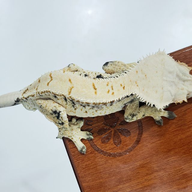 Extreme Harlequin Drippy White Spot