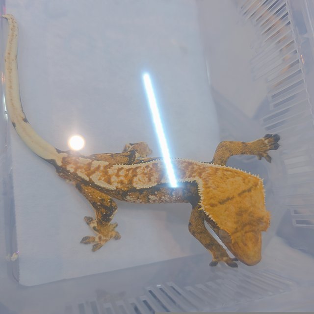 Extreme Harlequin Tri