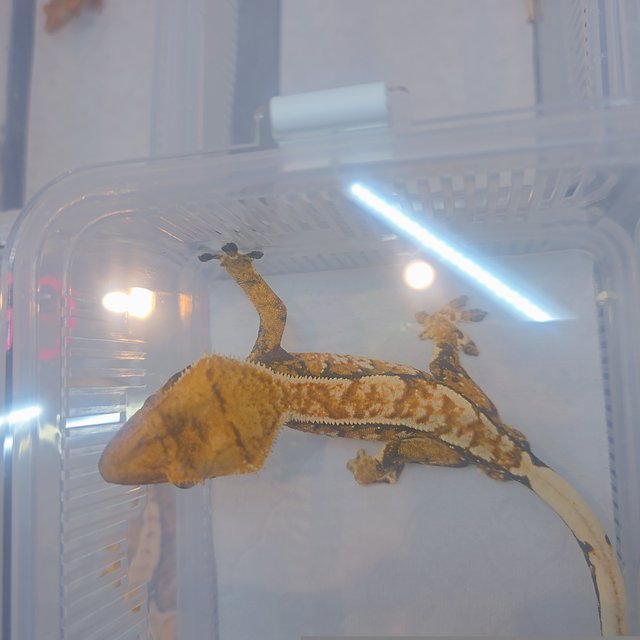 Extreme Harlequin Tri