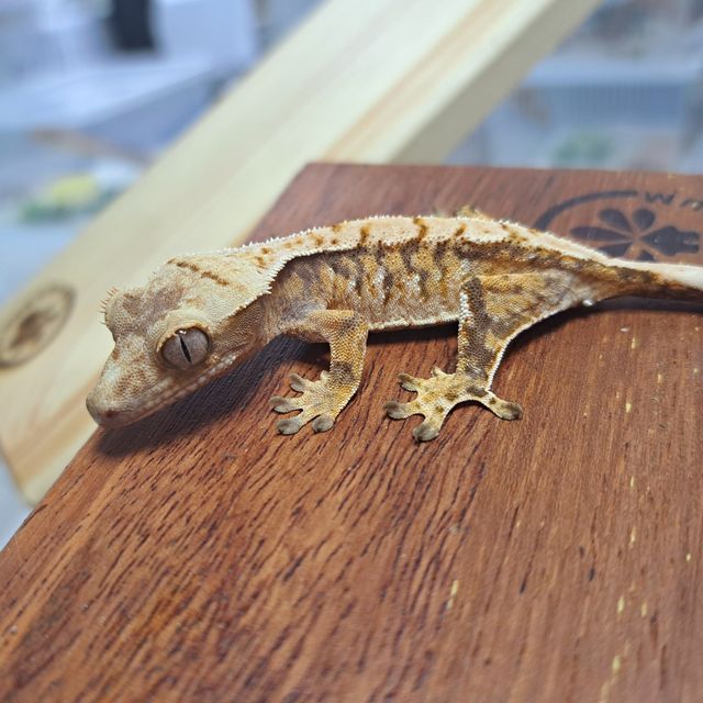 Tri Extreme Harlequin