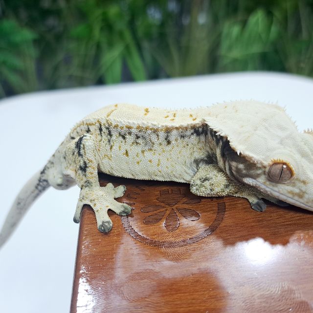 Extreme Harlequin Drippy White Spot