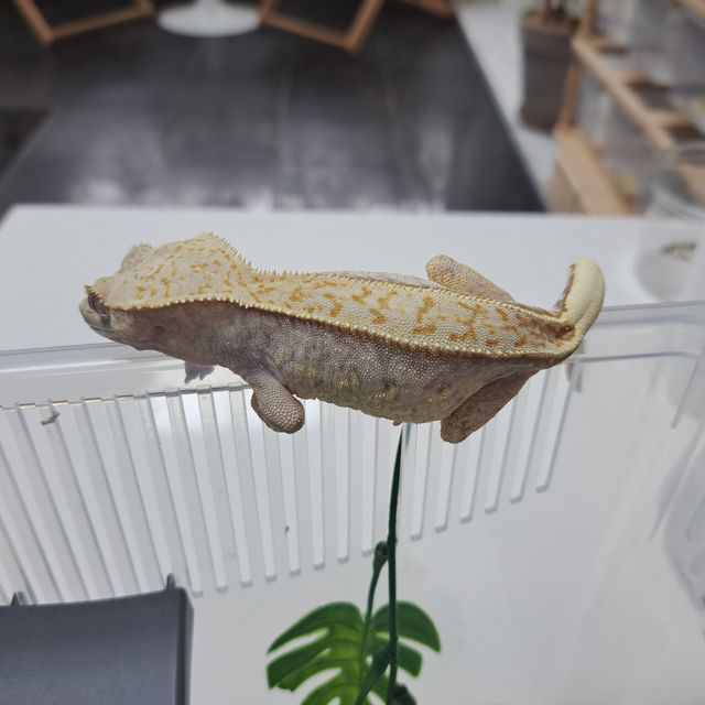 Normal Full Pinstripe