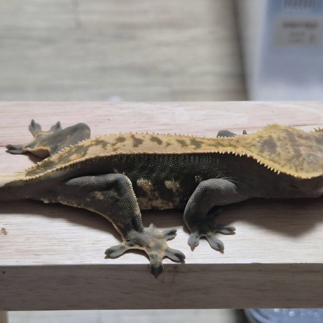 Full Pinstripe 100% Het Axanthic