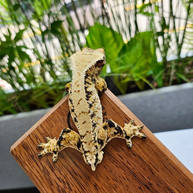 Extreme Harlequin Tri White Spot Drippy