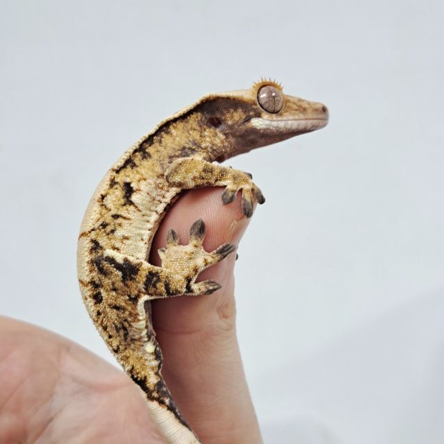 Tri Extreme Harlequin