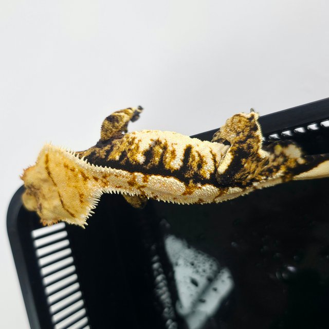 Extreme Harlequin Tri