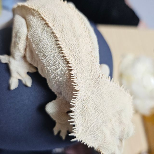 Solid Back Cream White